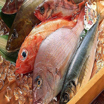 凍魚(yú)